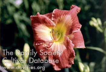 Daylily Song of Beauty